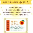 画像2: decole concombre 福みかん2023 柑橘満喫猫 (2)